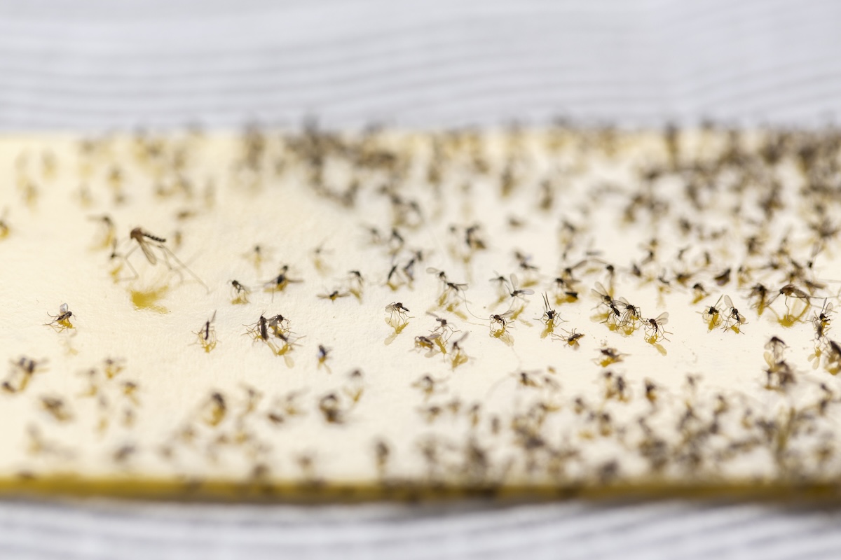 Tiny insects on sticking paper.