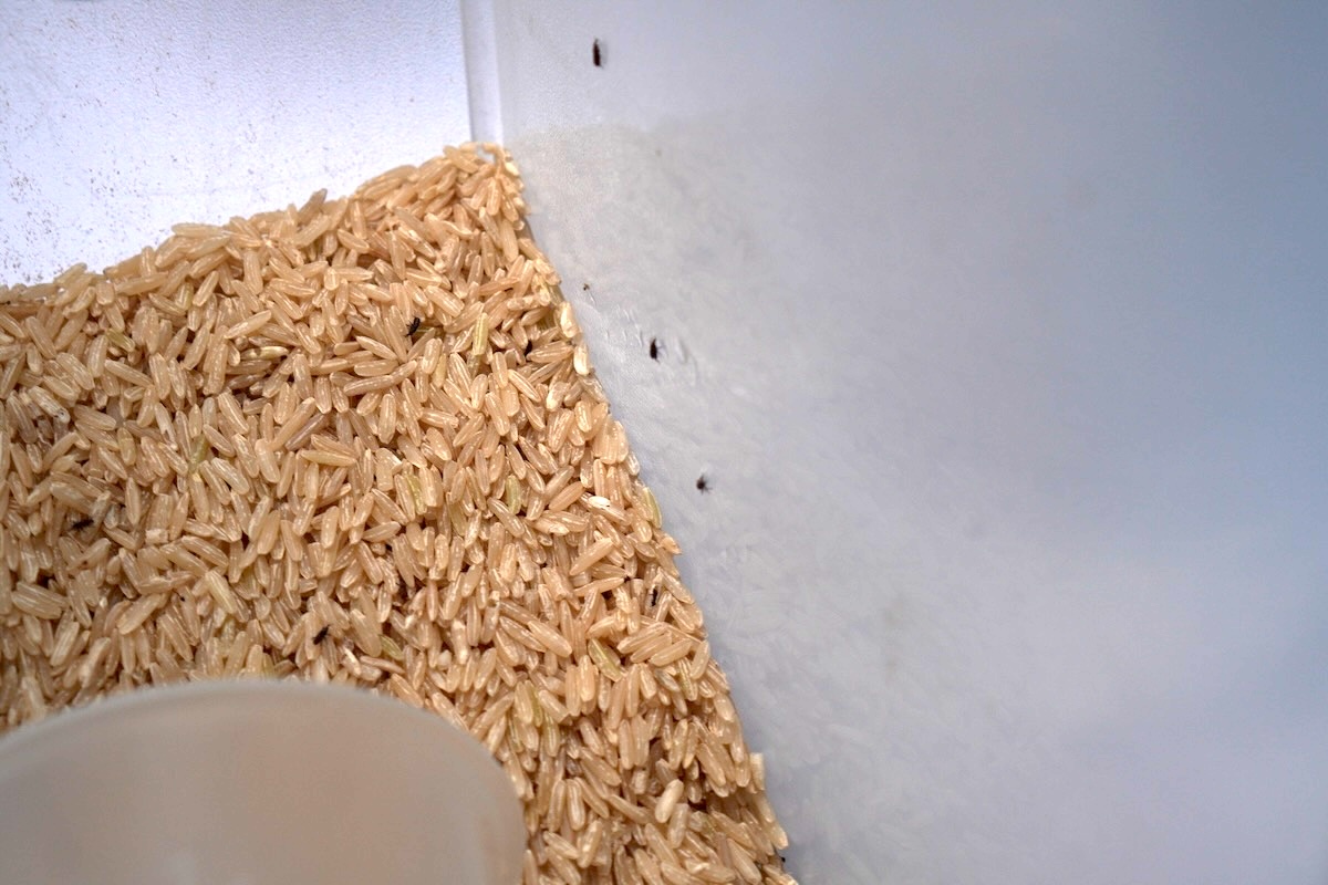 Sitophilus oryzae Curculionidae Coleoptera in rice