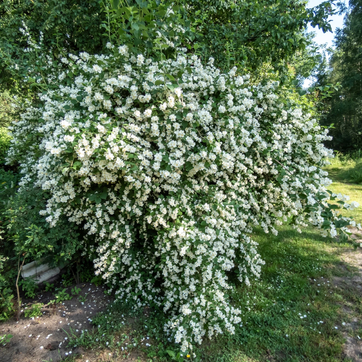 Large bush of white flowers