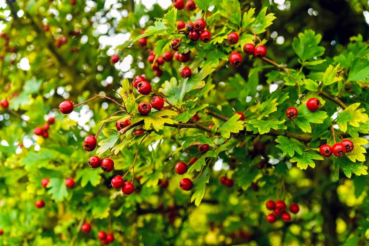 Close up of red Hawthorn berries growing wild among the hedges.