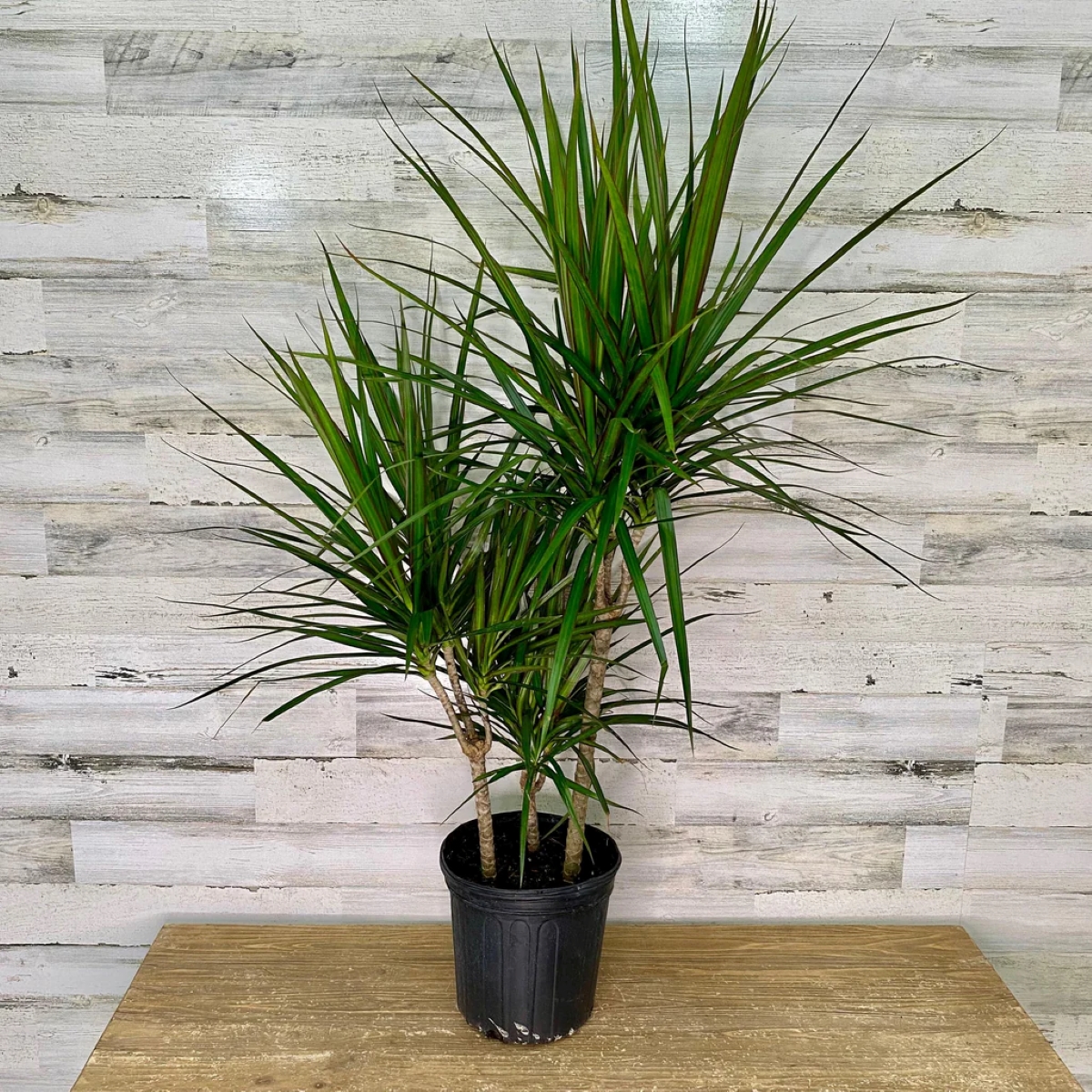 Dracaena plant with thin leaves