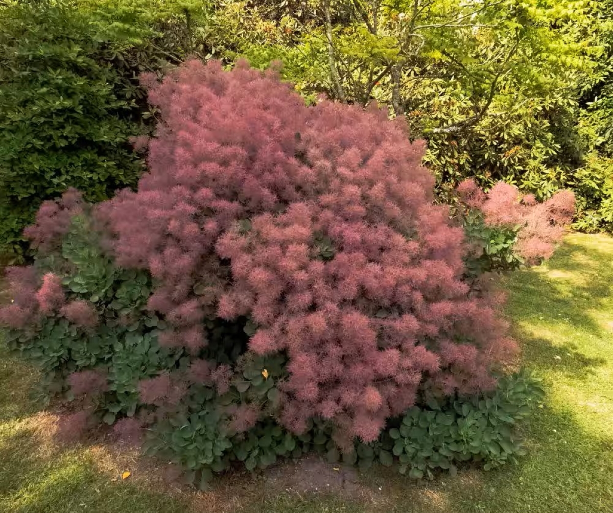 Purple smoke bush