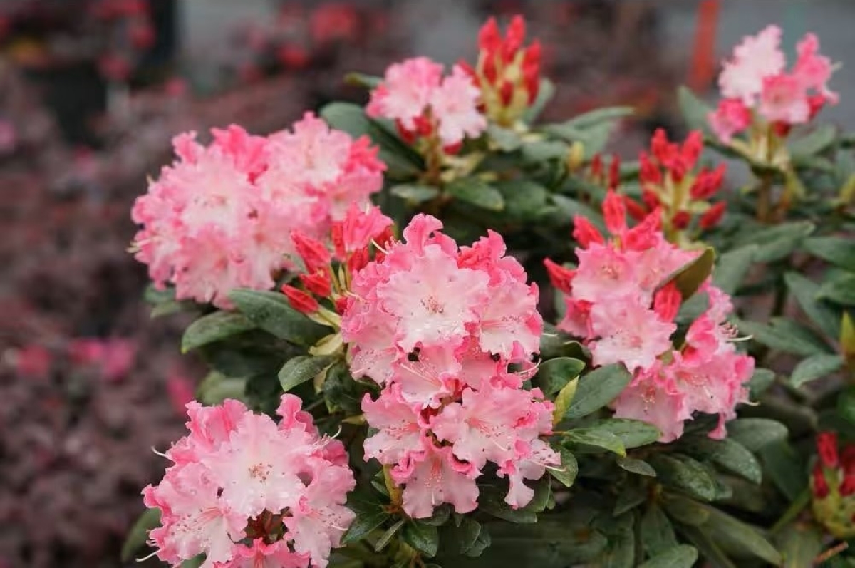 Rhododendrom bush with pink flowers
