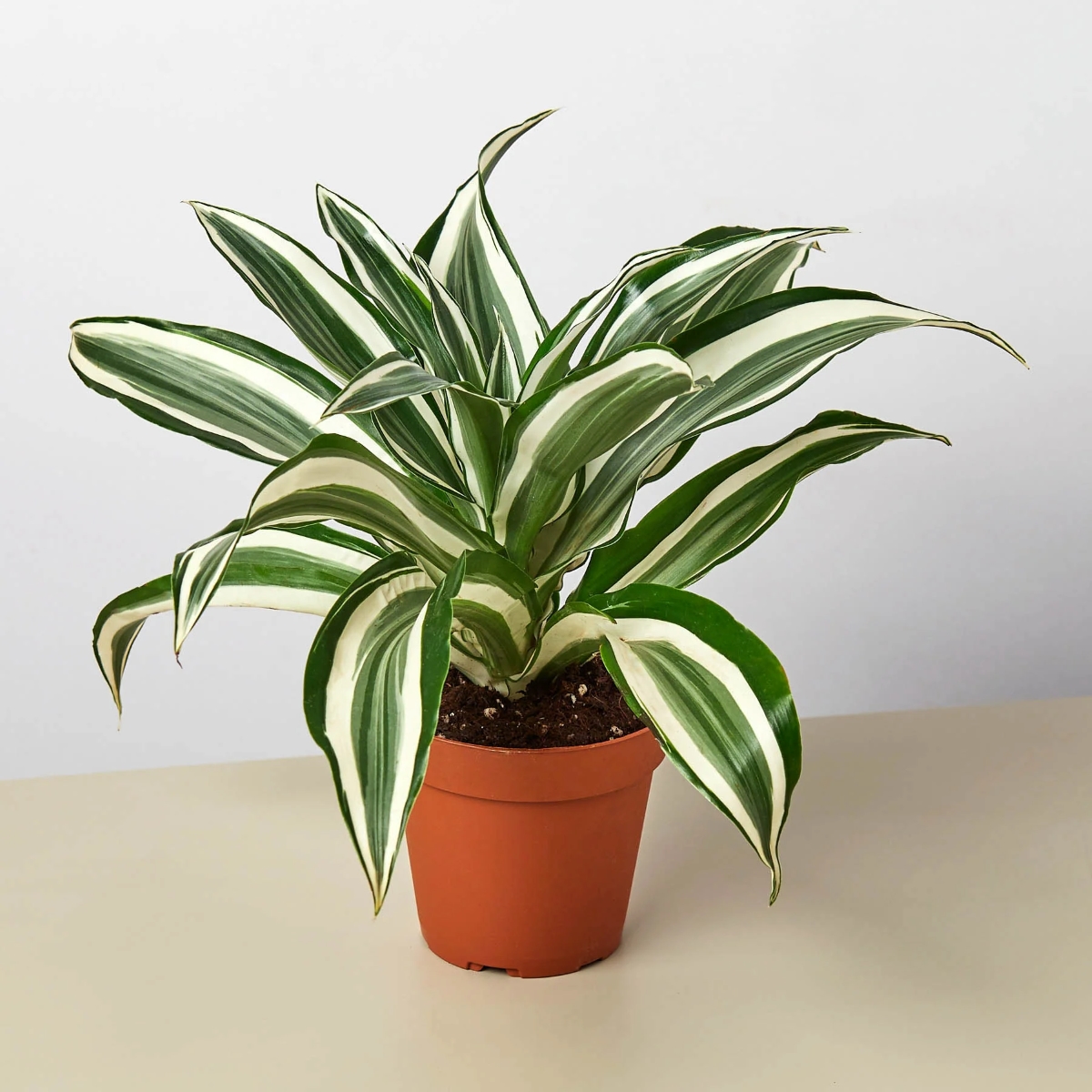 dracaena plant with white striped leaves