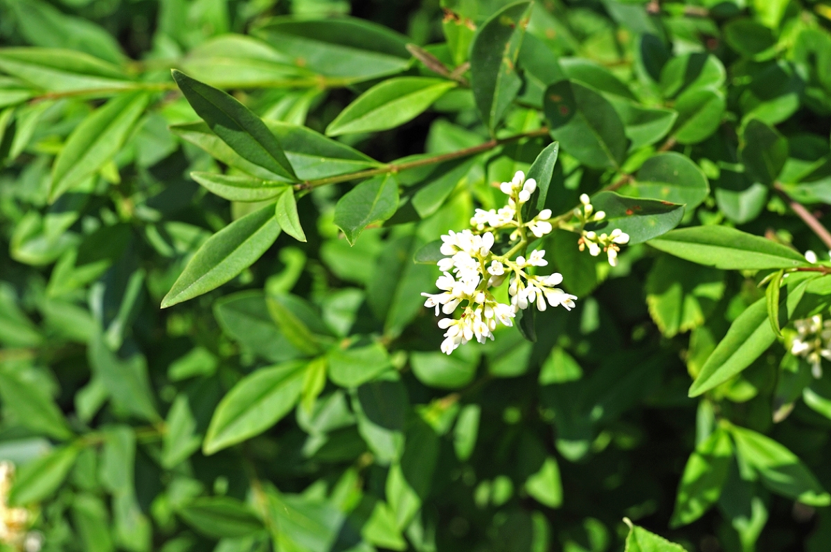 Privet shrub with white flowers