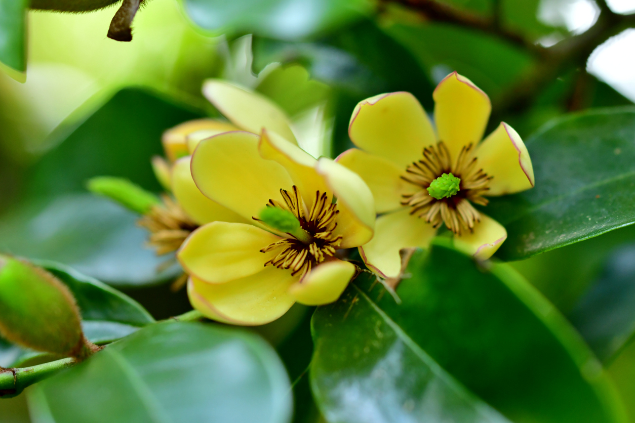 Close up of Magnolia figo (banana shrub) yellow flowers