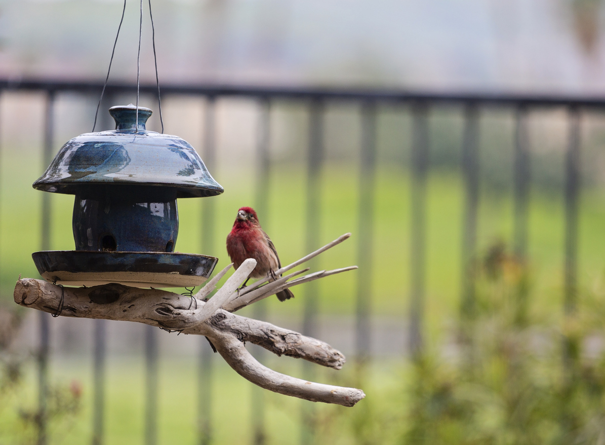 Red Finch on Branch near Backyard Feeder