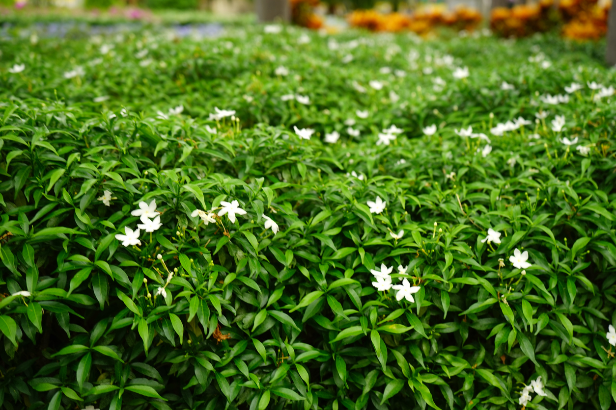 ground level view of wide bed of gardenia plant with green leaves and small white flowers