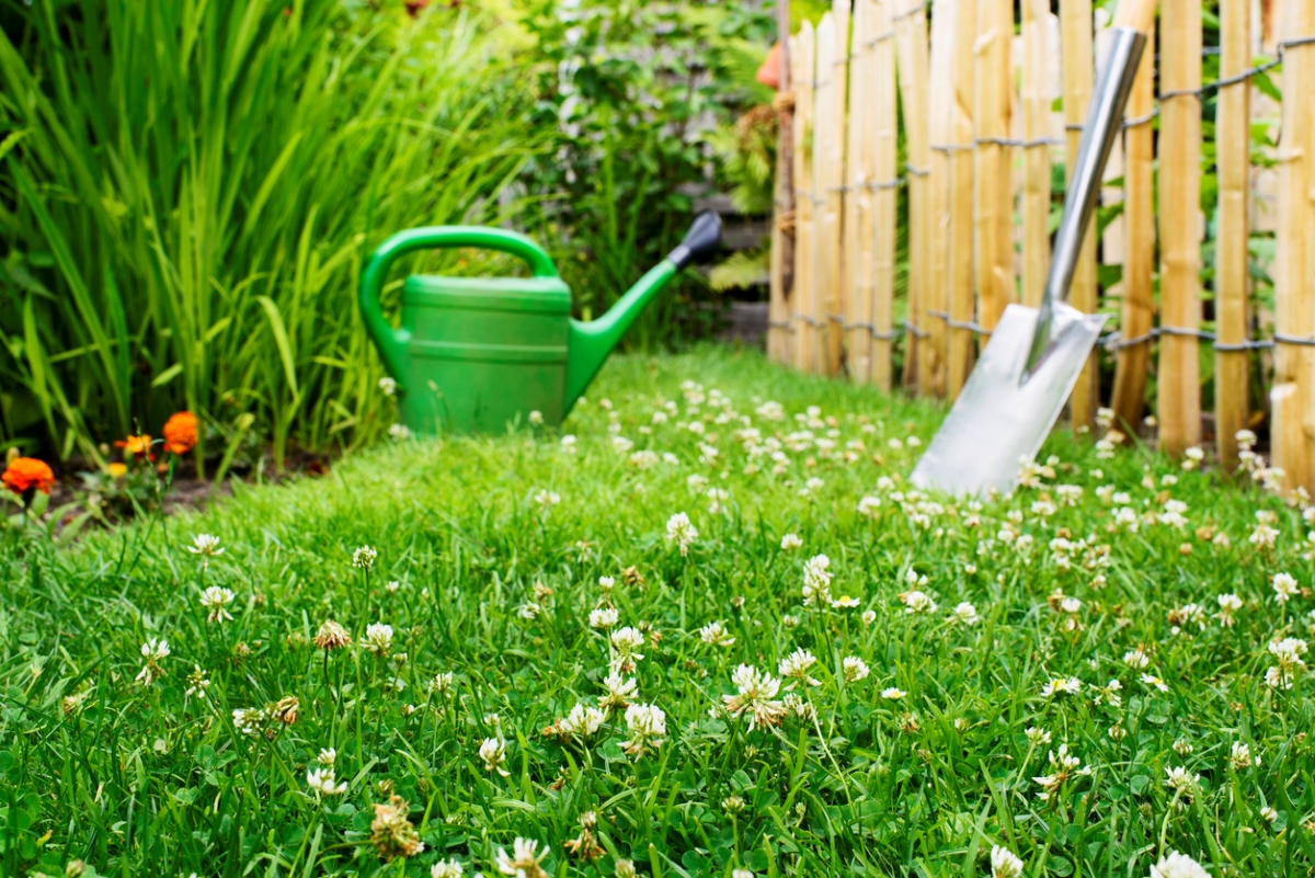 Clover lawn with garden tools