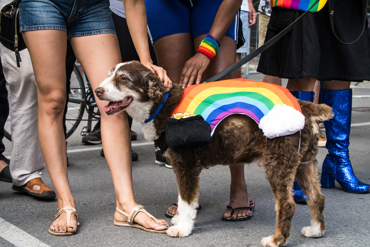People pet a dog wearing a plush rainbow on its back at the Montreal Pride Parade 2019.