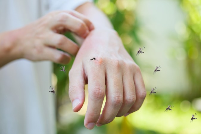 13 Time-Tested Tricks for a Bug-Free Backyard