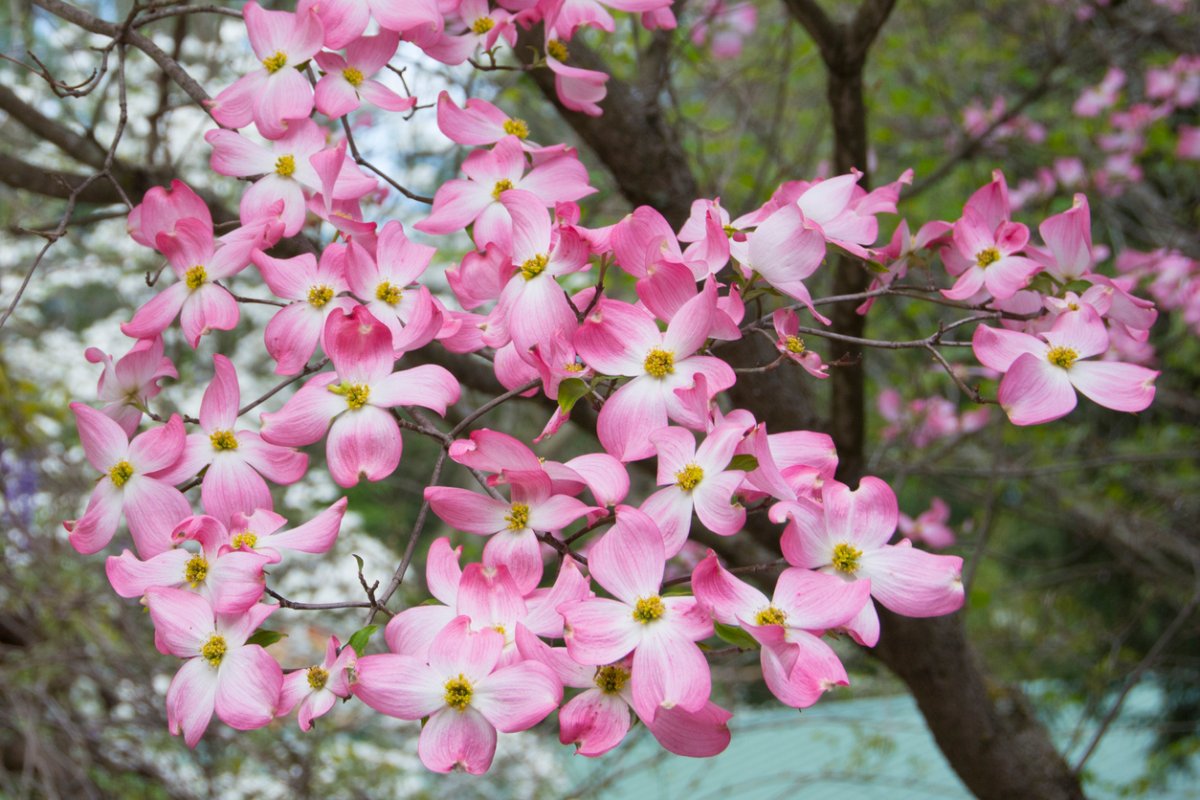 Pink Dogwood in a woodland area.