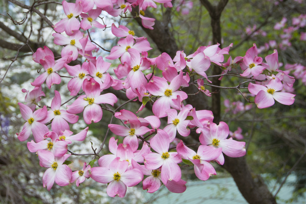 Pink Dogwood in a woodland