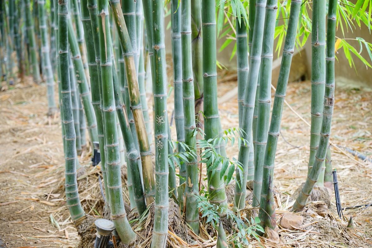 Invasive bamboo