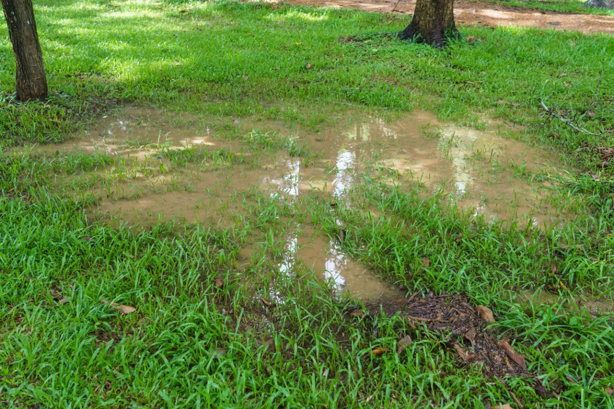 A very large puddle in the lawn after heavy rain.