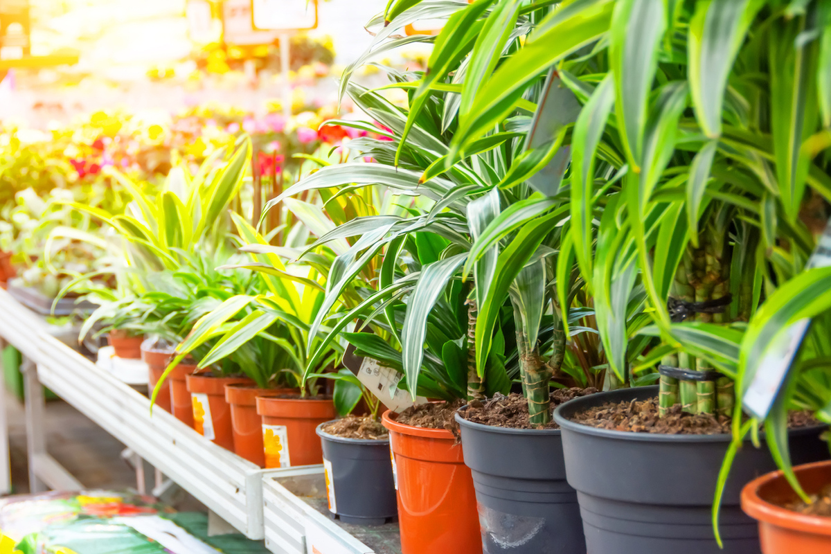different types of dracaena plants in a store