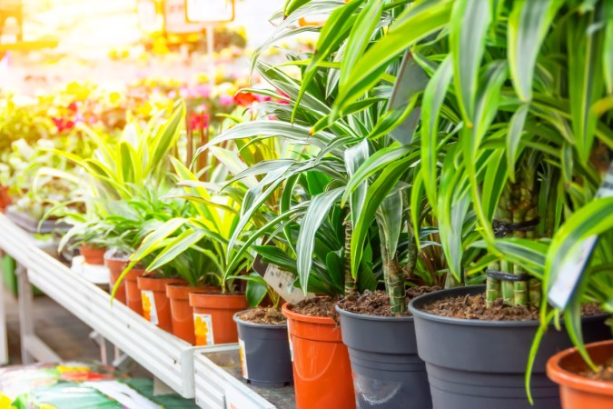 20 Types of Dracaena Plants for Striking Indoor Decor
