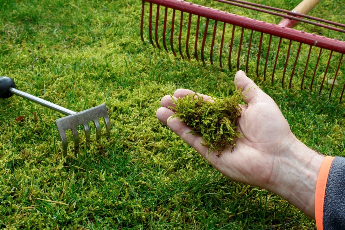 Person holding moss in hand