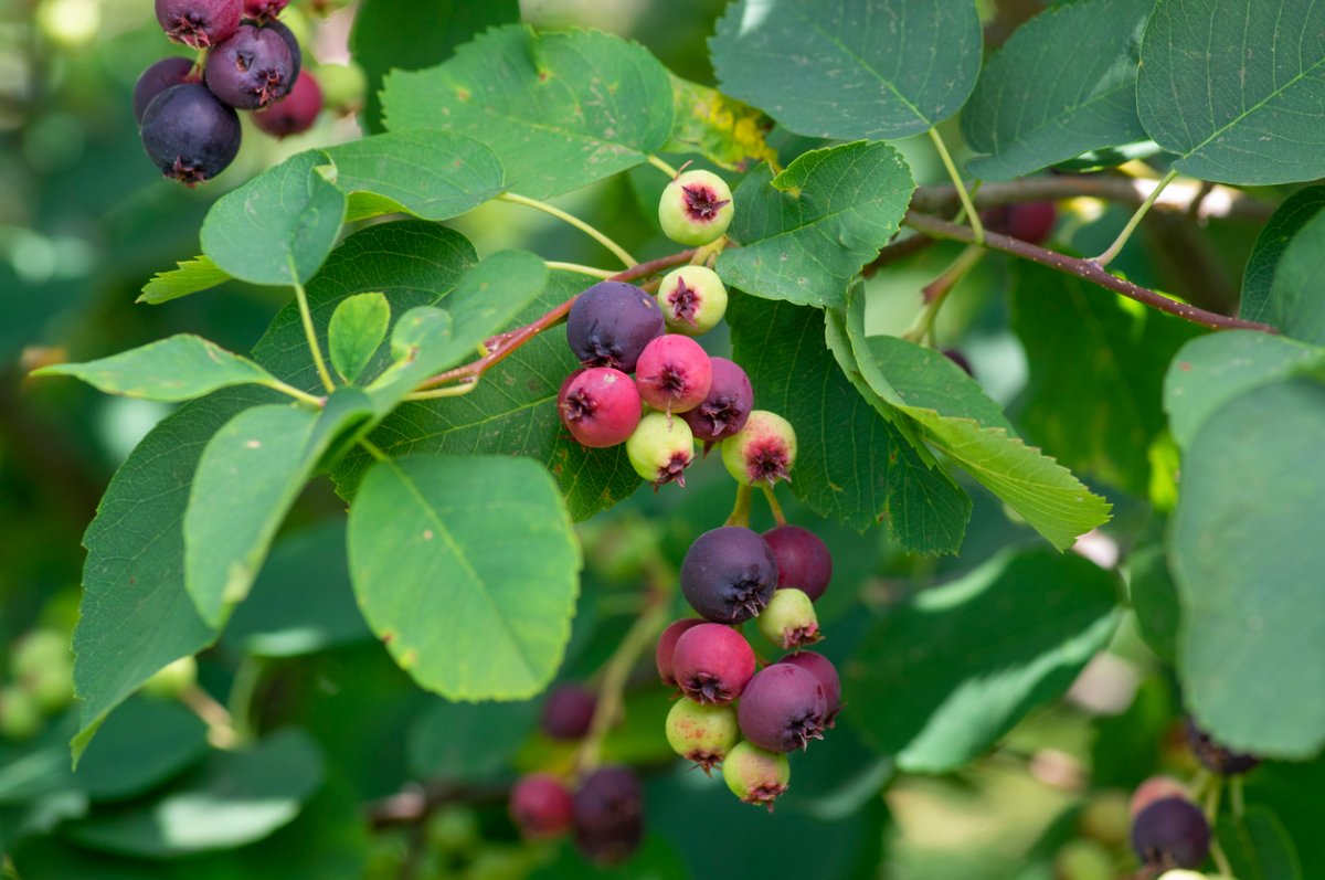 Small, red and purple serviceberries ripen on a shrub.