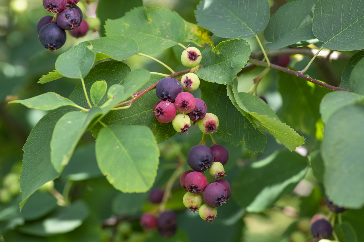 the saskatoon pacific serviceberry ripening fruits, green and purple serviceberries and leaves on alder-leaf dwarf shadbush