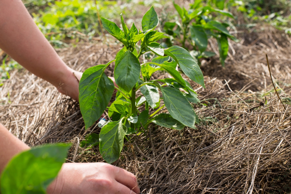Mulching pepper plants with straw
