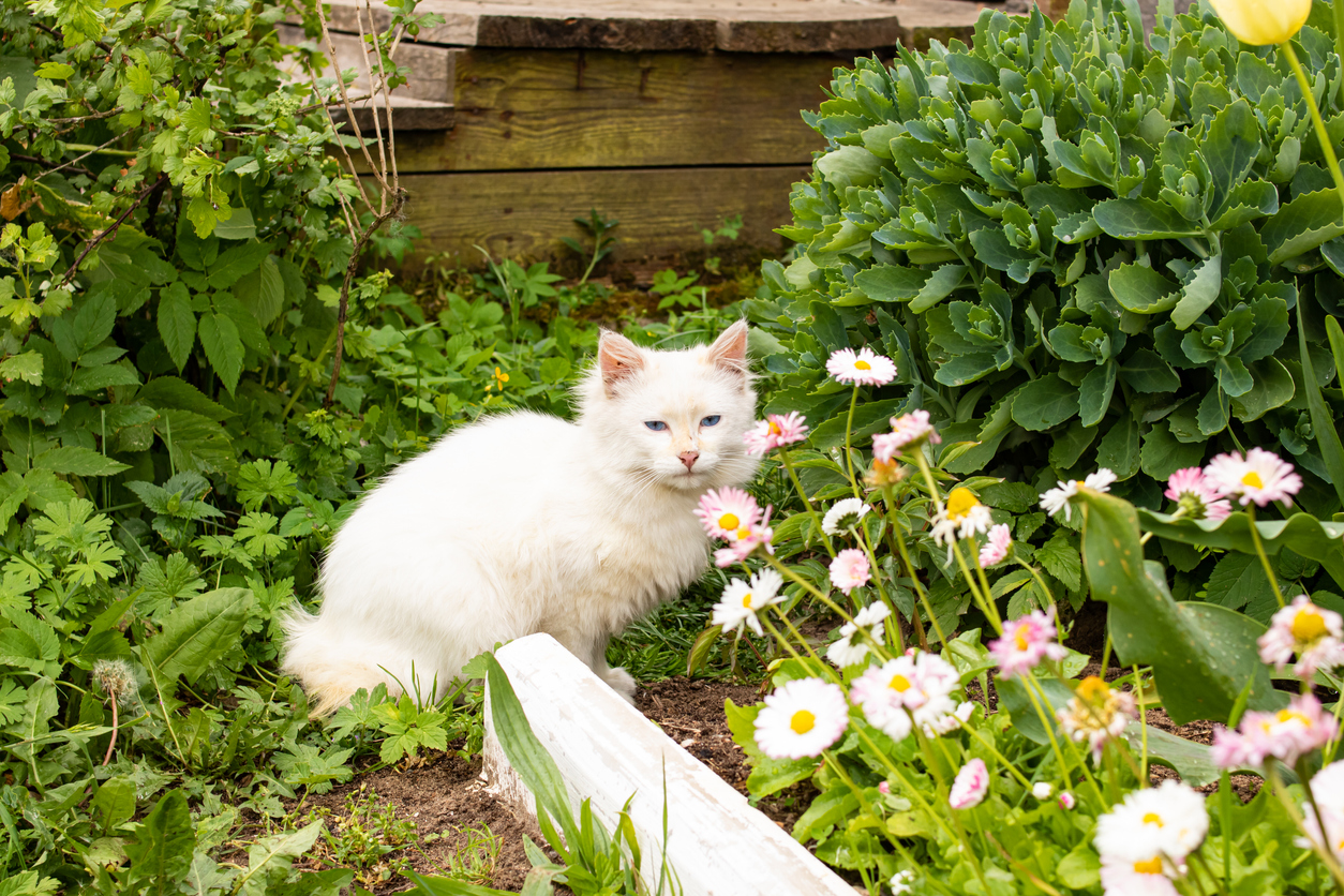 fluffy white kitten in garden laying across flower bed with pink and white flowers