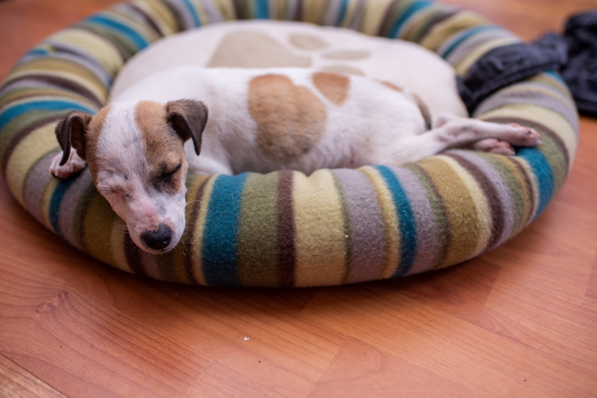 Small puppy in soft dog bed