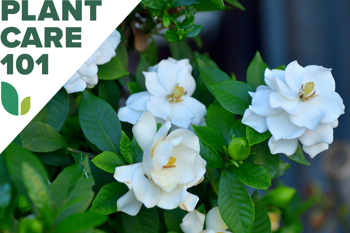 blooming white gardenias in a home garden with plant care 101 overlay graphic