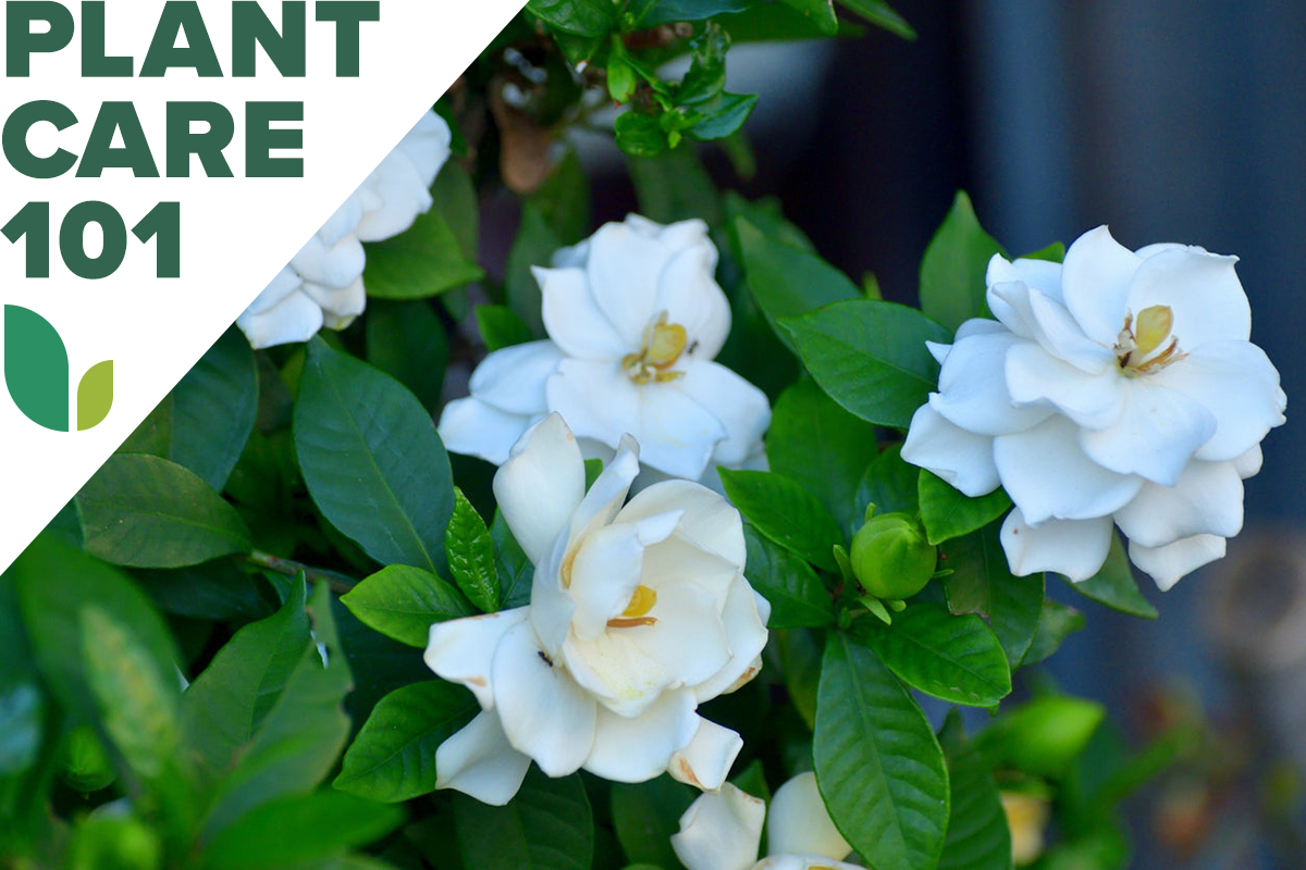 Gardenia Care: How to Grow and Care for Cape Jasmine - Bob Vila
