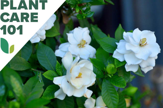 How to Prune Roses of All Types