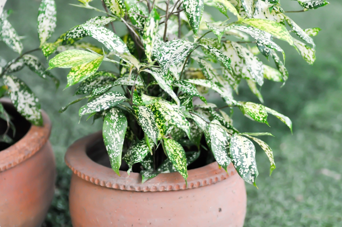 Plant in pot with spotted leaves