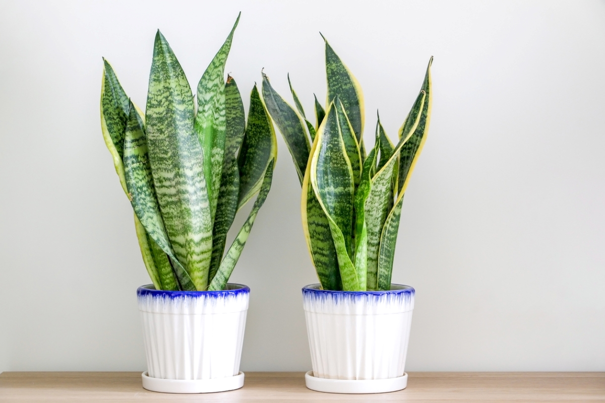 Two potted snake plants