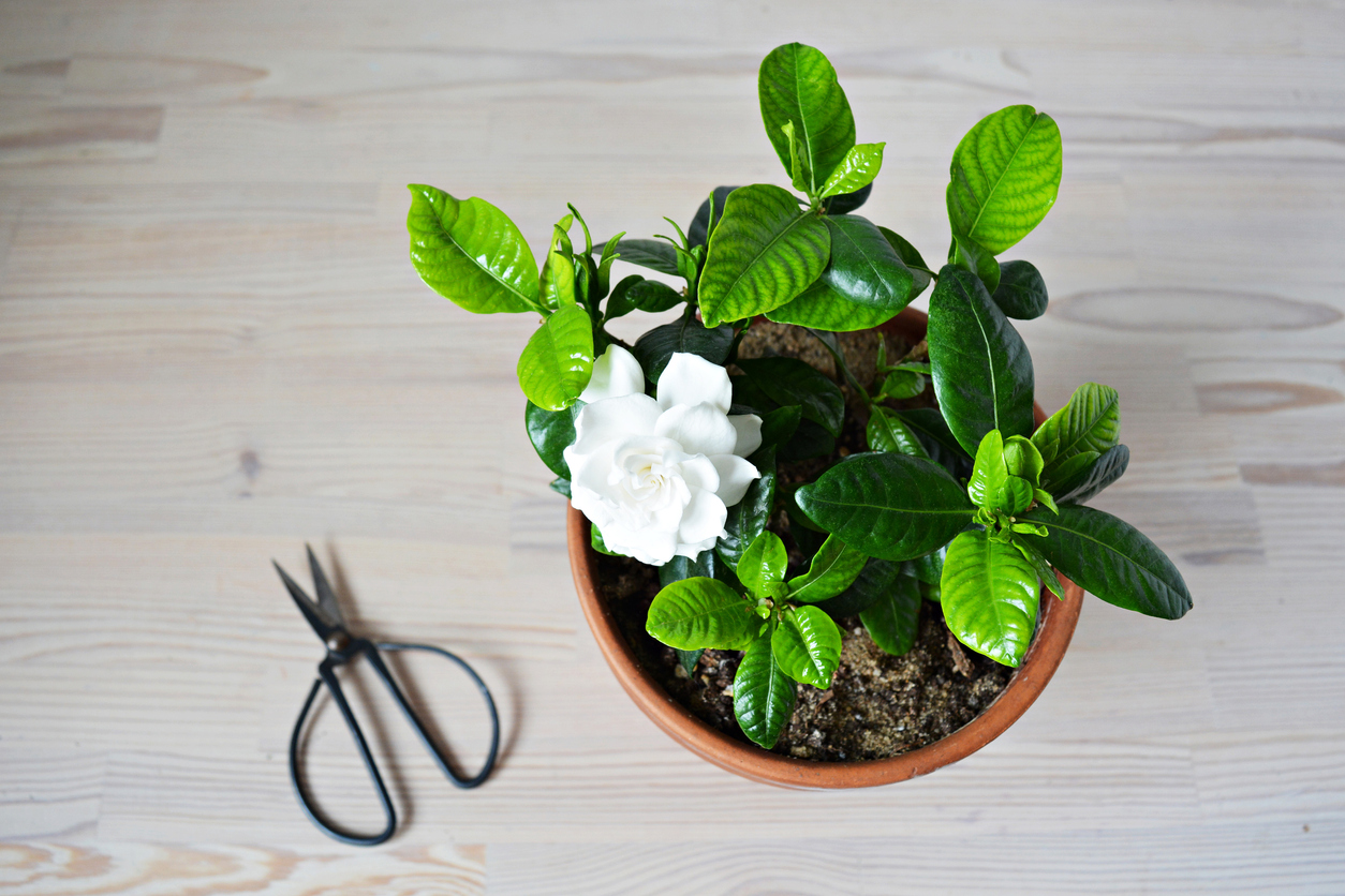 overhead view of potted gardenia plant with white flower on wood surface with gardening scissors