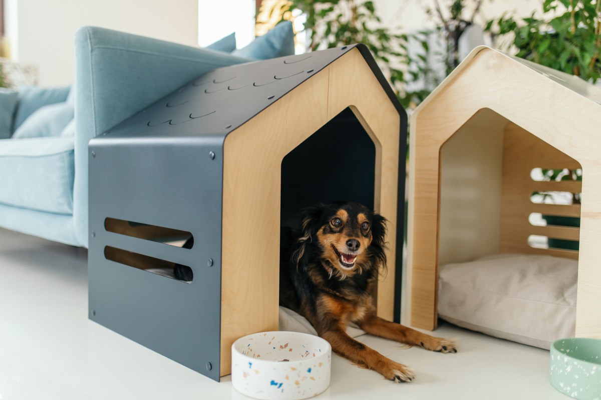 a tiny dog sits in a modern looking dog house next to one empty dog house in a clean living room
