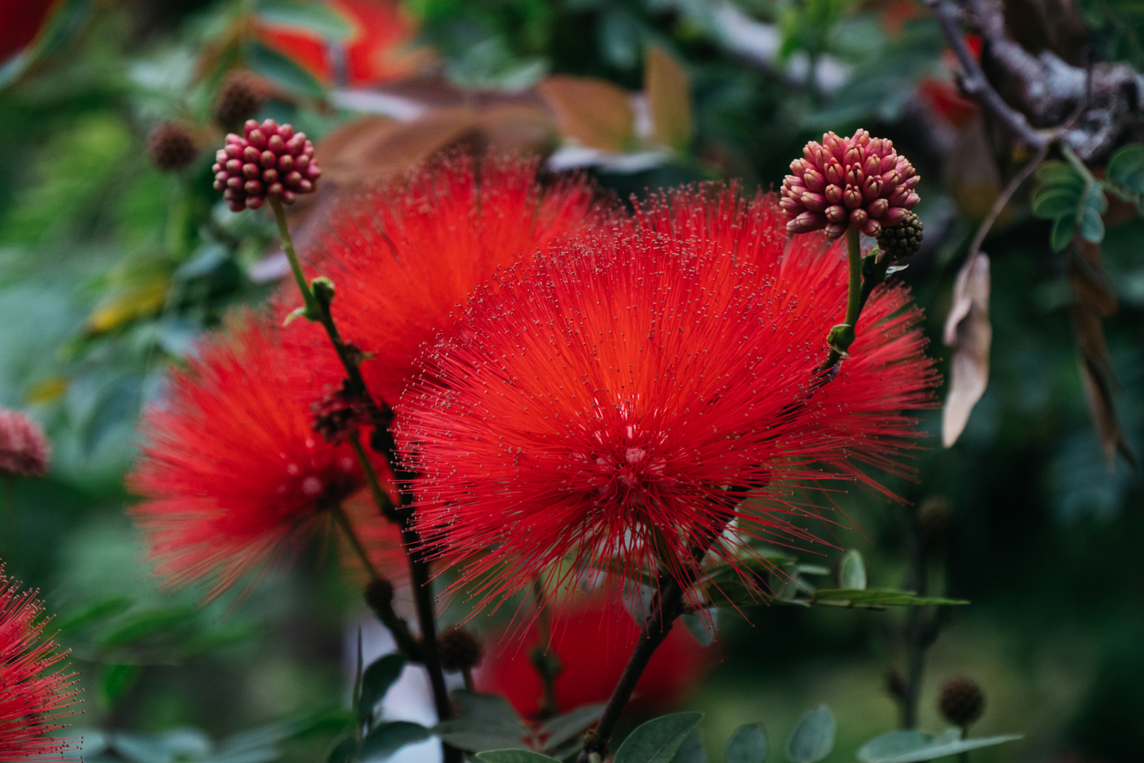 Powder Puff Tree