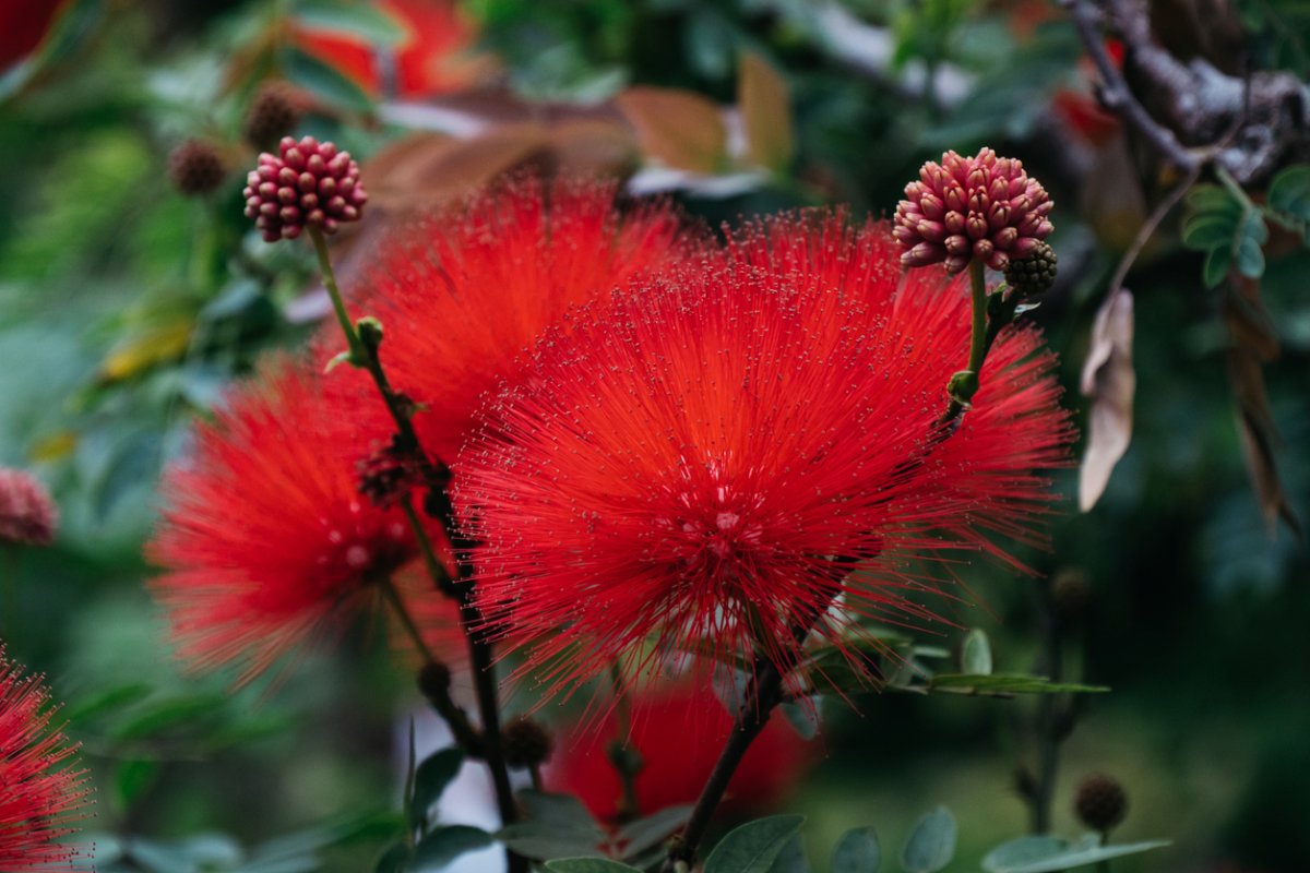 A Powder Puff Tree with bright red, spiked flower pedals.