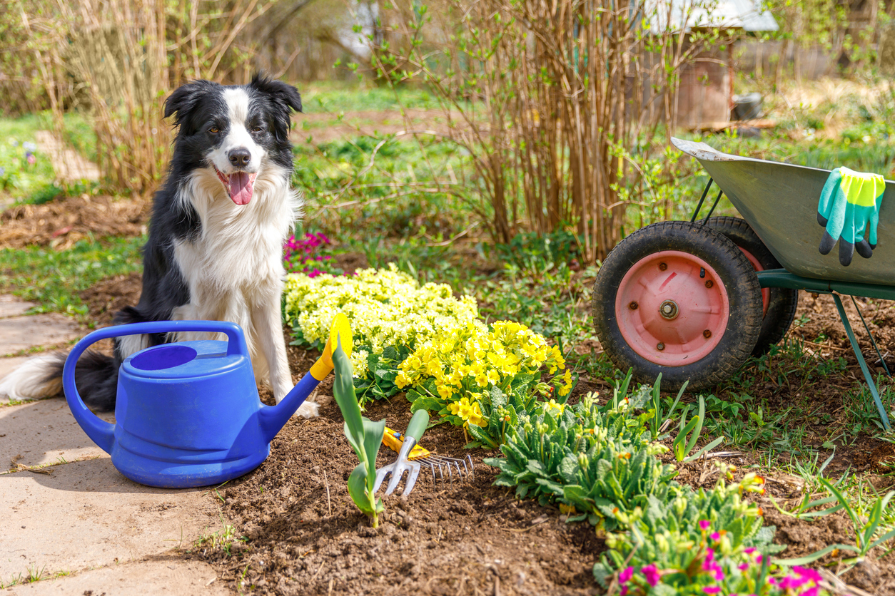 Outdoor portrait of border collie dog with watering can and garden cart in garden background