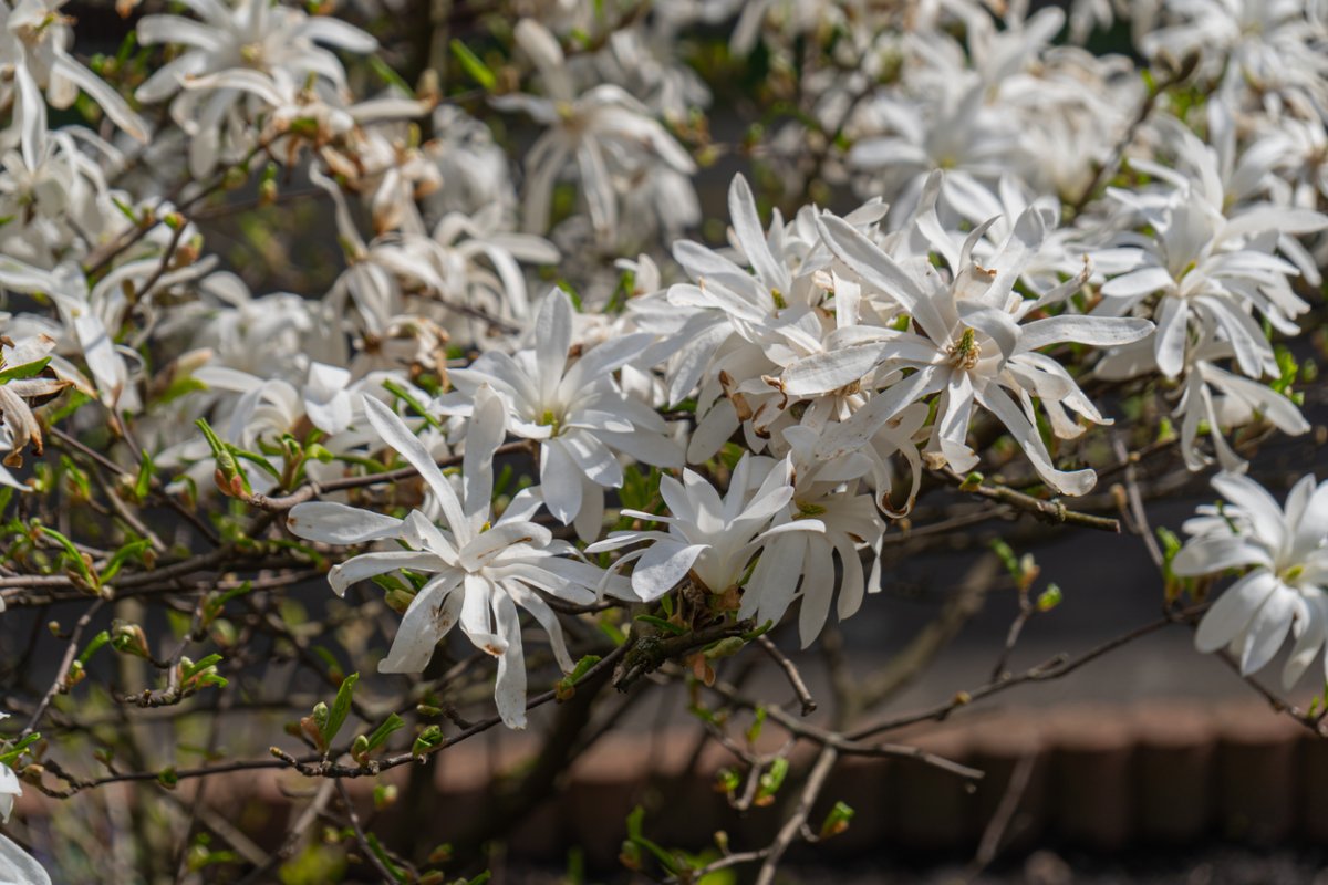 White flower shaped like sunbursts grow on the Star Magnolia Tree.