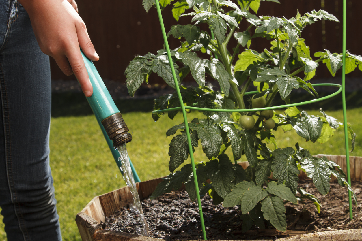 A person watering their tomato plant with a garden hose