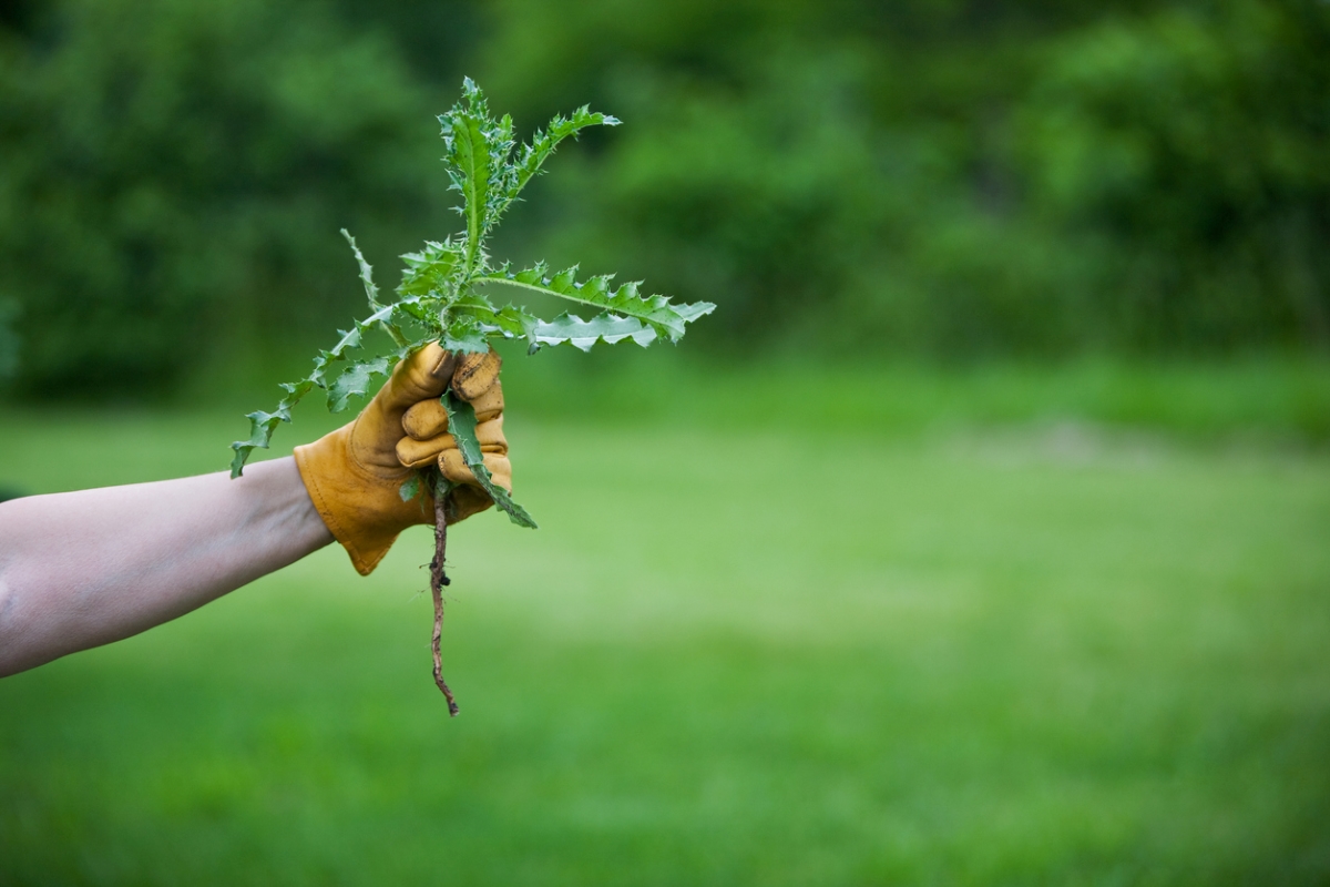 Person holding weed