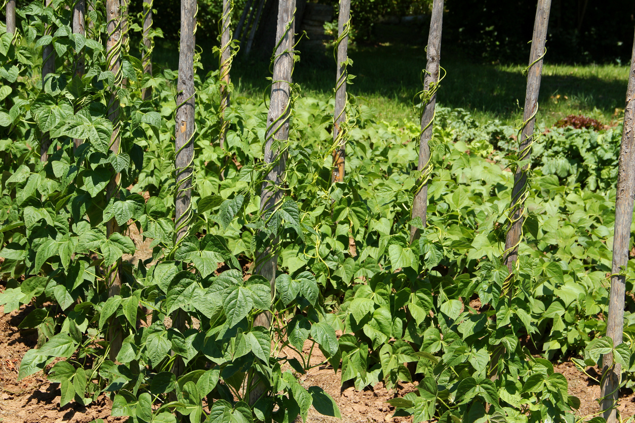 green bean plants growing in garden climbing poles