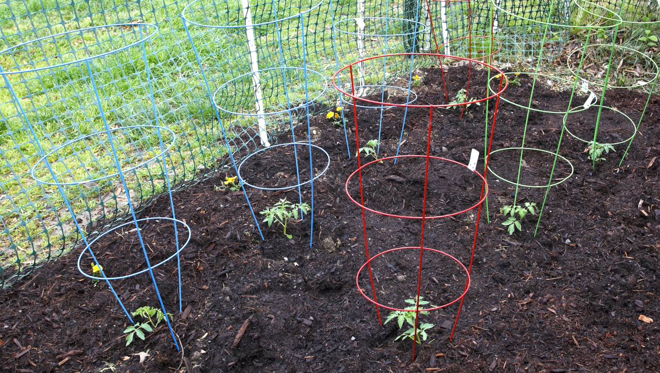 Colorful tomato cages with young, early spring plantings. Horizontal.-For more spring images, click here. SPRING