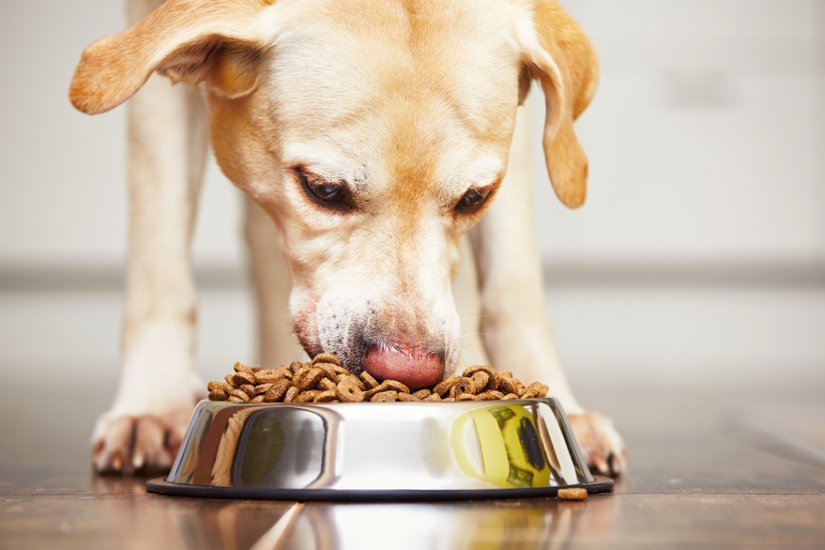 Dog eating dog food out of silver bowl