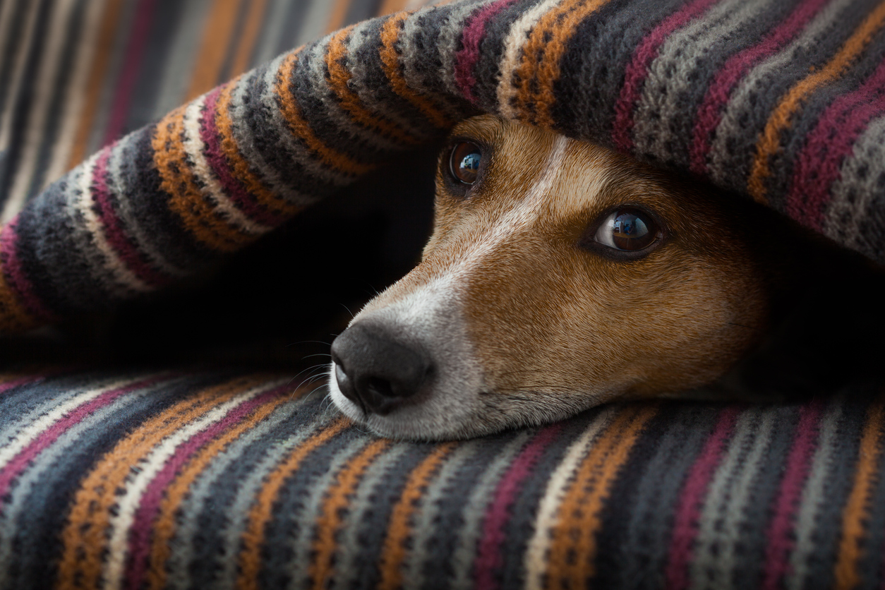 dog curled up in colorful blanket
