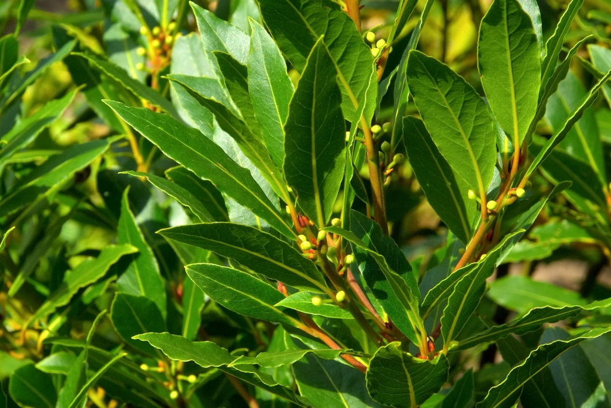 Green laurel leaves
