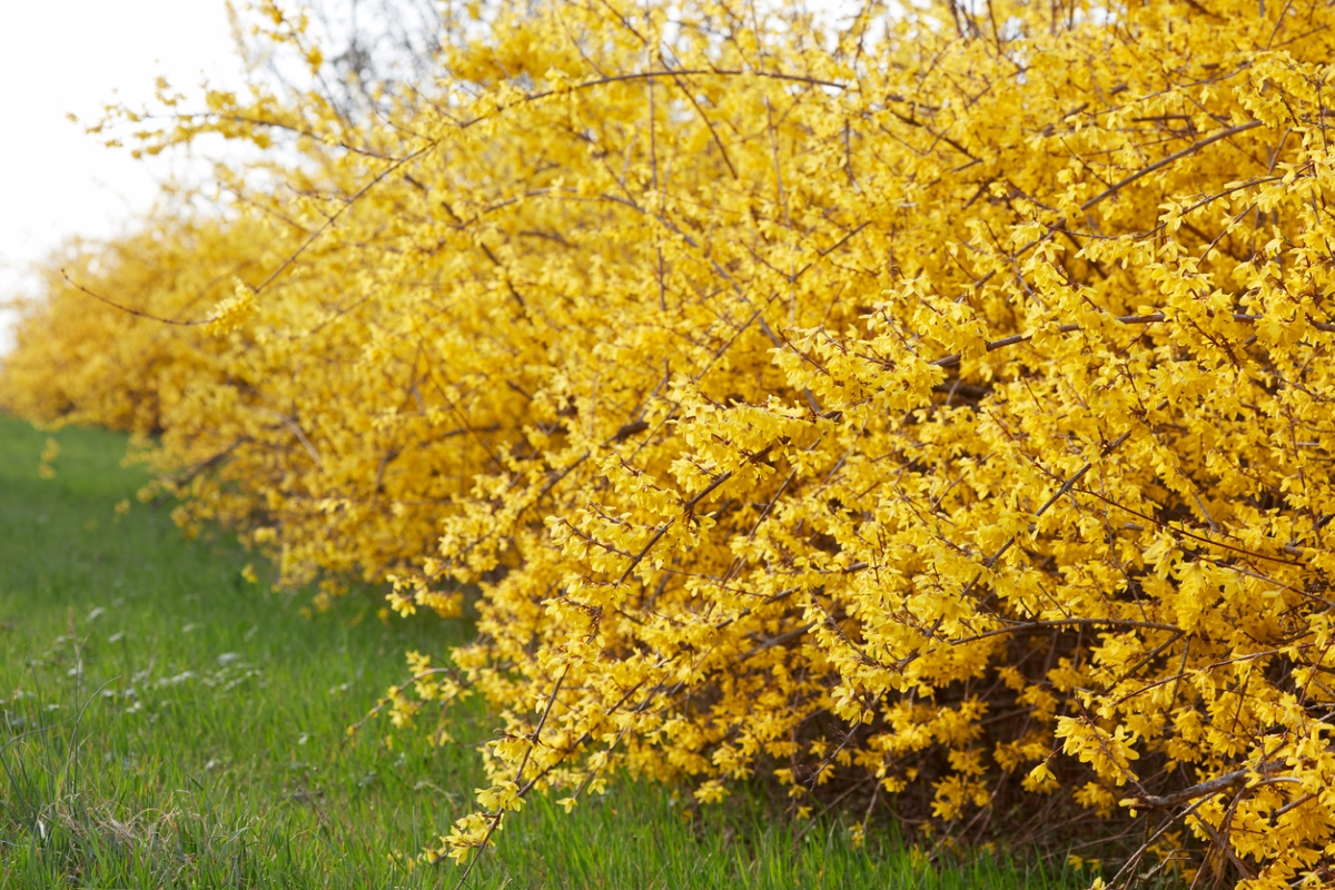 Yellow forsythia shrubs