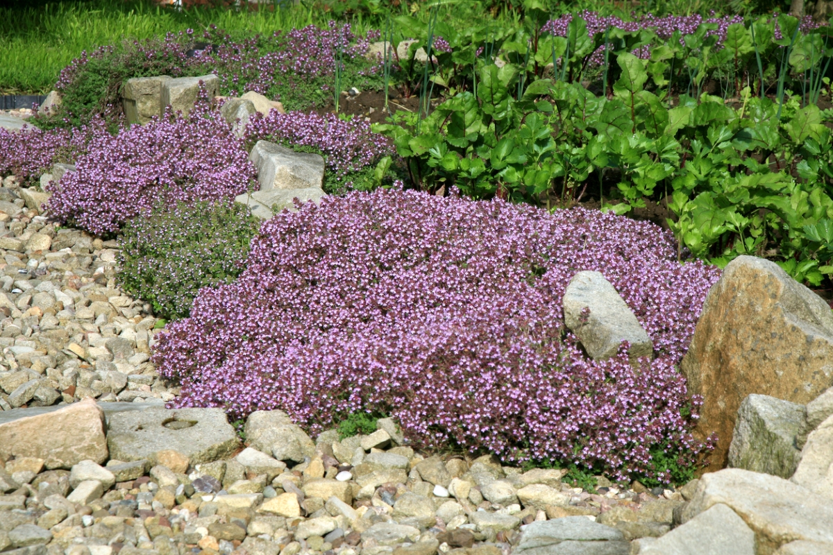 Creeping thyme landscaping