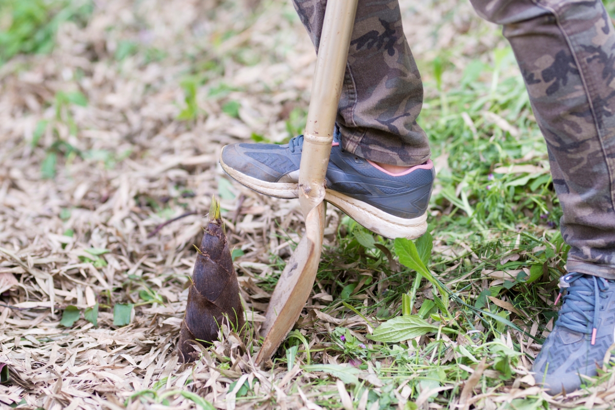 Using shovel to dig up bamboo