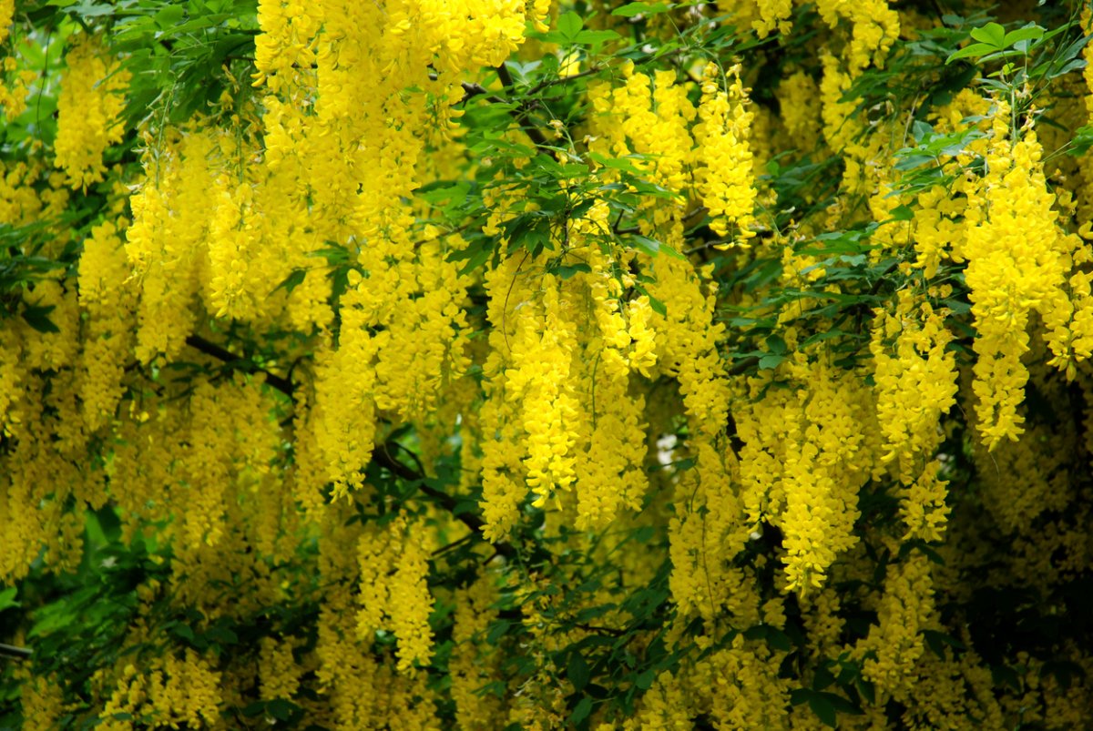 A Golden Chain tree with long branches with fluffy, yellow flowers growing along them.