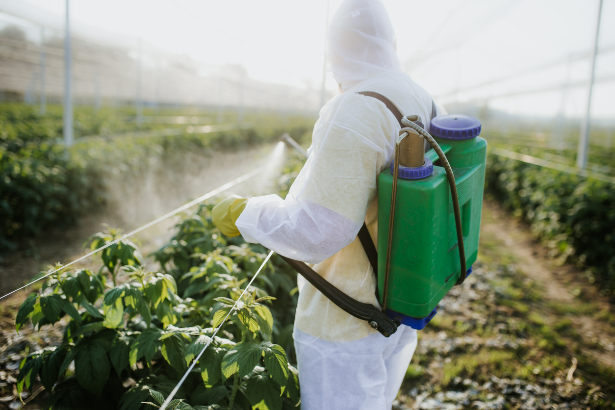 a man in white hazmat suit sprays weed killer on row of crops with large cloud of mist